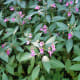 Himalayan balsam