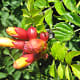 An insect visitor to a trumpet flower vine