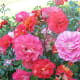 A closer view of some roses