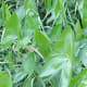 The broadleaf arrowhead plant or duck potato