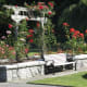 The Burnaby Mountain Park rose garden