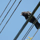 A northwestern crow beside the urban trail