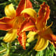 Lilies in the park
