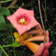Trumpet flower vine