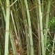 Japanese knotweed is invasive but beautiful.
