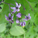 Bittersweet nightshade