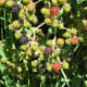 Blackberries