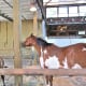 An American Quarter Horse