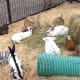 Rabbits and a guinea pig