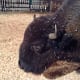 A friendly buffalo