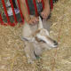 A goat