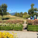 The hill beside the Italian Garden and in front of the stage