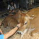 A friendly cow