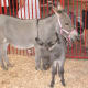 Donkeys