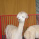 An alpaca