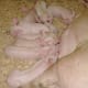 Feeding time for piglets