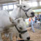 Zeldo and Zorro, two Chianina Oxen weighing about 3,000 pounds each