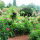Every imaginable color and shade dance and collide together in Monet's garden.