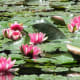 A long stem attaches the large leaves of a water lily to soil at the pond's bottom.