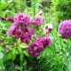 claude-monets-impressionist-gardens-at-giverny