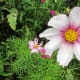 claude-monets-impressionist-gardens-at-giverny