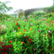 Raw, untamed beauty, a massive sea of flowers.