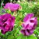 claude-monets-impressionist-gardens-at-giverny