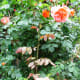 claude-monets-impressionist-gardens-at-giverny