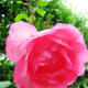claude-monets-impressionist-gardens-at-giverny