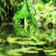 Monet's neighbors were at first opposed to his plans to dig a small pond. They were concerned that his strange plants would poison the local water.