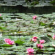Tropical types of water lilies are considered highly invasive species if they enter natural ponds and wetlands.