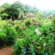 Pebble pathways attempt to separate the ocean of flowers.