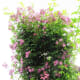 claude-monets-impressionist-gardens-at-giverny