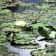 The water lilies (or nympheas) bloom all summer long.