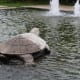 Turtle stone ornament in Misibis Bay Resort