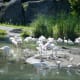 top-ten-things-to-do-at-walt-disney-world-animal-kingdom