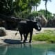 top-ten-things-to-do-at-walt-disney-world-animal-kingdom