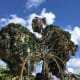 top-ten-things-to-do-at-walt-disney-world-animal-kingdom