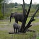 An elefant and her calf on the safari ride