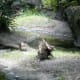 top-ten-things-to-do-at-walt-disney-world-animal-kingdom