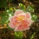 The rose garden