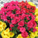 A flower container outside the Sheraton Vancouver Wall Centre