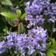Bluebells by the BC Place Stadium