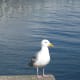 A gull on the Canada Place pier