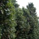 Eastern Tenerife can be breezy and on El Lazareto, the attractive solution is a natural windbreak of Seagrape plants