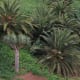 The slopes of El Lazareto have also seen intensive planting. Here Phoenix canariensis creates a natural look