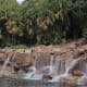 Behind the attractively landscaped rockery and stream of the Caribbean Zone is a bank of Coconut Palms
