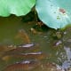 Carps and turtles in lotus pond