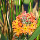 The wide range of flower colours in the garden is lovely.