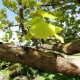 A close-up view of a tree